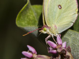 3 Pink-edged Sulphur _7MK9620.jpg