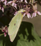 3 Pink-edged Sulphur _7MK9641.jpg