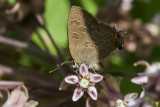 3 Striped Hairstreak _7MK9020.jpg