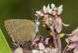 Banded Hairstreak _7MK9427.jpg