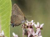 Banded Hairstreak _7MK9458.jpg