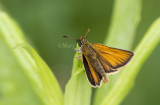 European Skipper male _7MK5570.jpg