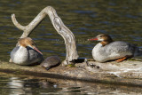 Common Merganser _7MK8306.jpg