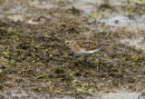 Least Sandpiper _I9I0241.jpg