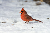 Northern Cardinal _11R2159.jpg