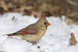 Northern Cardinal _11R2385.jpg