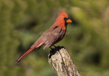 Northern Cardinal _H9G3054.jpg