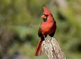 Northern Cardinal _H9G3060.jpg