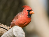 Northern Cardinal _MG_2064.jpg