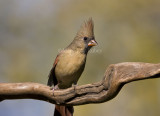 Northern Cardinal immature _I9I4033.jpg