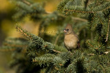 Northern Cardinal immature _I9I4037.jpg