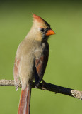 Northern Cardinal female _S9S9673.jpg