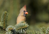 Northern Cardinal female _S9S9688.jpg