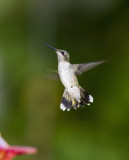 Ruby-throated Hummingbird _7MK4593.jpg