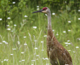 Sandhill Crane in flowers _7MK7612.jpg