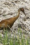 Sandhill Crane muddy _7MK7962.jpg