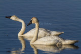 $$$ Trumpeter Swan _7MK8279.jpg