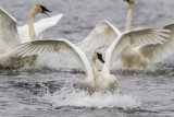 Trumpeter Swan _MKR5525.jpg