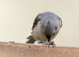 Tufted Titmouse _MKR3498.jpg