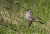 White-crowned Sparrow _5MK5838.jpg