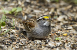 White-throated Sparrow _MKR3325.jpg