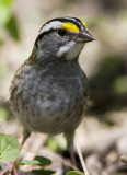 White-throated Sparrow _MKR3997.jpg