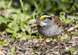 White-throated Sparrow _MKR3052.jpg