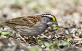 White-throated Sparrow _MKR3283.jpg