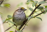 White-throated Sparrow _MKR4697.jpg
