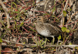 Wilsons Snipe _I9I1449.jpg