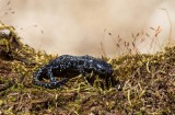 $ Blue-spotted Salamander _MKR6409.jpg