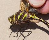 Lance-tipped Darner female _5MK4351.jpg