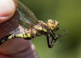 Lance-tipped Darner female _MG_3130.jpg