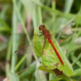 Meadowhawk male _11R8538.jpg