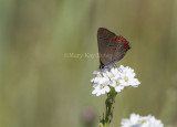 4 Coral Hairstreak _7MK9194.jpg