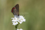 4 Coral Hairstreak _7MK9201.jpg