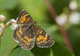 Harriss Checkerspot _7MK6734.jpg