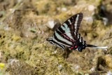 Zebra Swallowtail _MG_0665.jpg