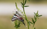 Zebra Swallowtail _MG_0171.jpg
