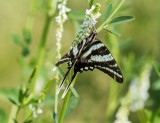 Zebra Swallowtail _MG_0337.jpg