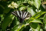 Zebra Swallowtail _MG_0476.jpg