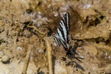 Zebra Swallowtail _MG_0723.jpg