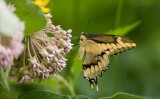 Giant Swallowtail _I9I1847.jpg