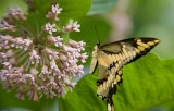 Giant Swallowtail _I9I1893.jpg