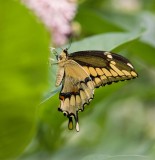 Giant Swallowtail _I9I1899.jpg