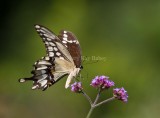 Giant Swallowtail _MG_9951.jpg
