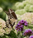 Giant Swallowtail _MG_9969.jpg