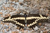 Giant Swallowtail with ant _MG_2072.jpg
