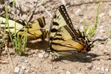 Canadian Tiger Swallowtail _7MK0618.jpg