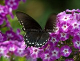 Pipevine Swallowtail _H9G5356.jpg